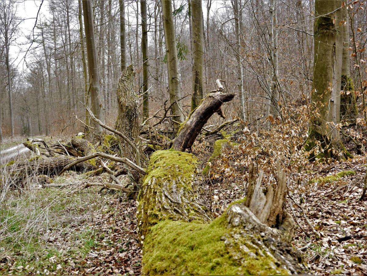 Tiny Ferienhaus Kelze Hofgeismar Buitenkant foto